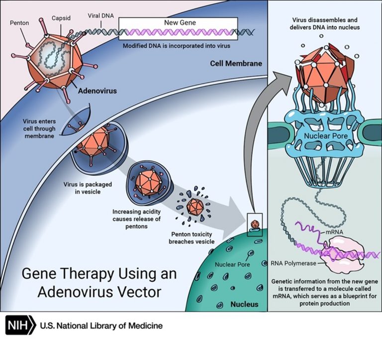 Figure 3: Gene therapy using an adenovirus vector