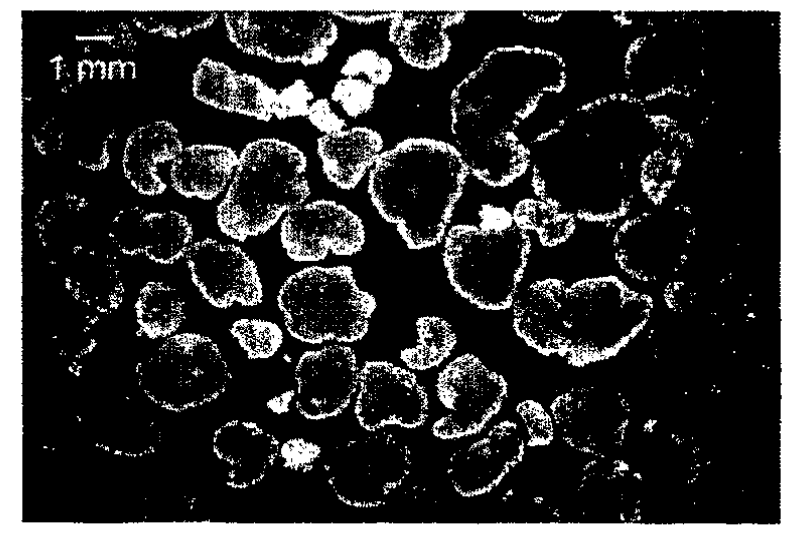 Figure 6: Nereda figure 2 b in WO 2004/ 024638 A1
